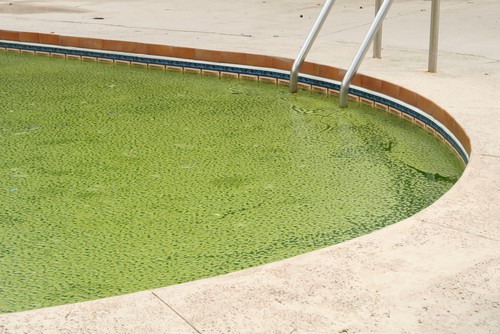 green algae pool